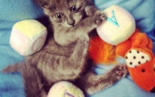 小猫月亮ai，小猫月亮图片