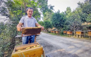 脱贫路养蜂技术，养蜂脱贫致富