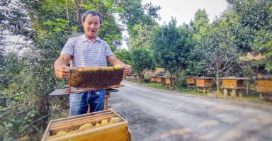 脱贫路养蜂技术，养蜂脱贫致富