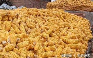 玉米干燥技术，玉米干燥技术规范